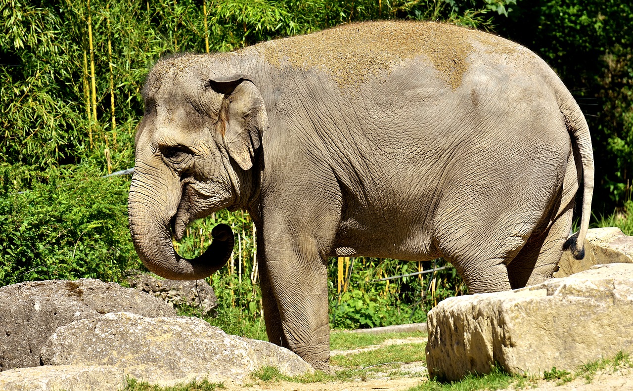 Dramblys, Pachyderm, Gyvūnas, Gyvūnų Portretas, Afrika, Grauhaeuter, Laukinės Gamtos Fotografija, Zoologijos Sodas, Hellabrunn, Nemokamos Nuotraukos