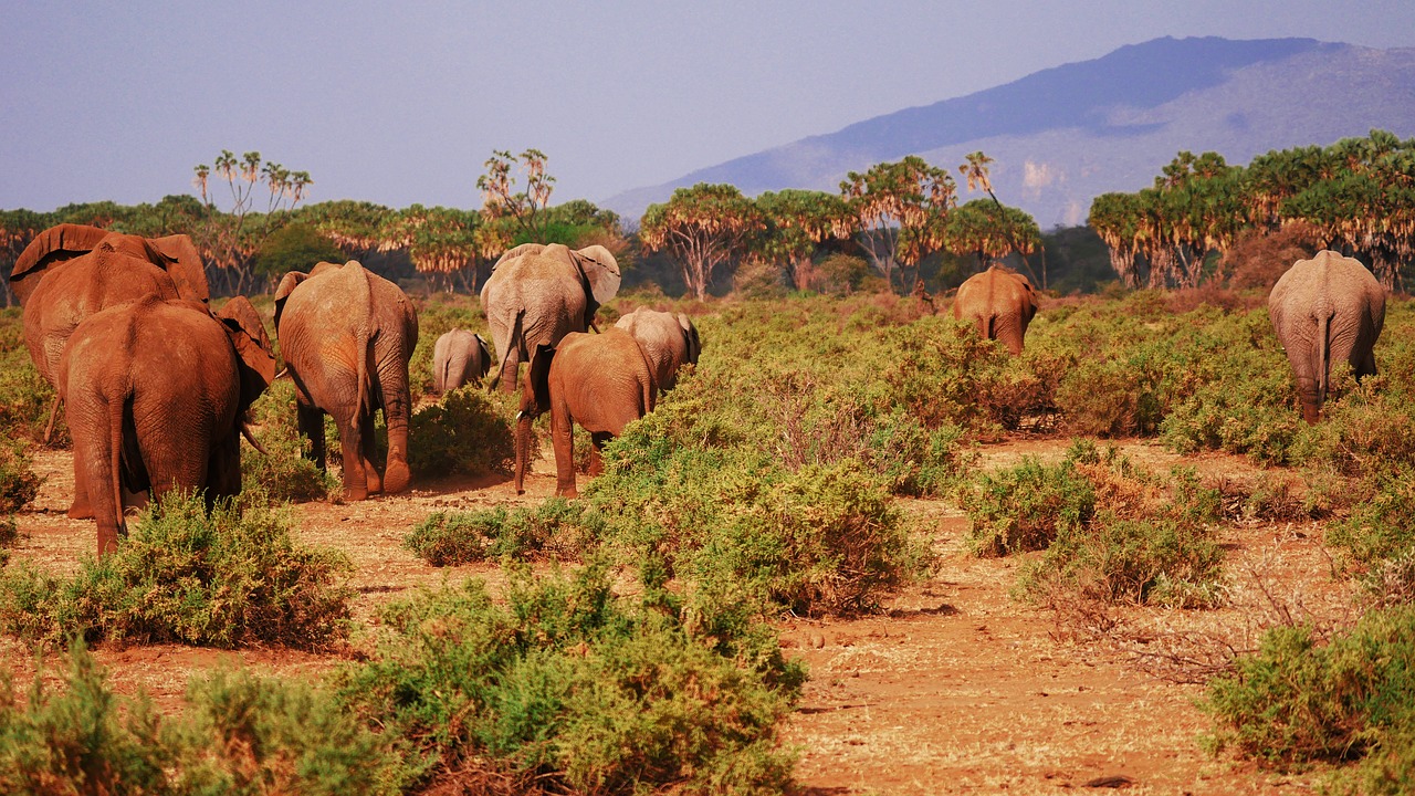 Dramblys, Flock, Savana, Iš Galo, Galinis Vaizdas, Safari, Samburu, Nacionalinis Parkas, Kenya, Afrika
