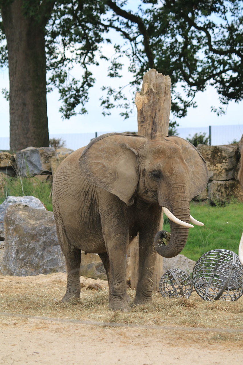 Dramblys, Gyvūnas, Laukiniai, Afrika, Dramblio Kaulas, Ausis, Pachyderm, Nemokamos Nuotraukos,  Nemokama Licenzija