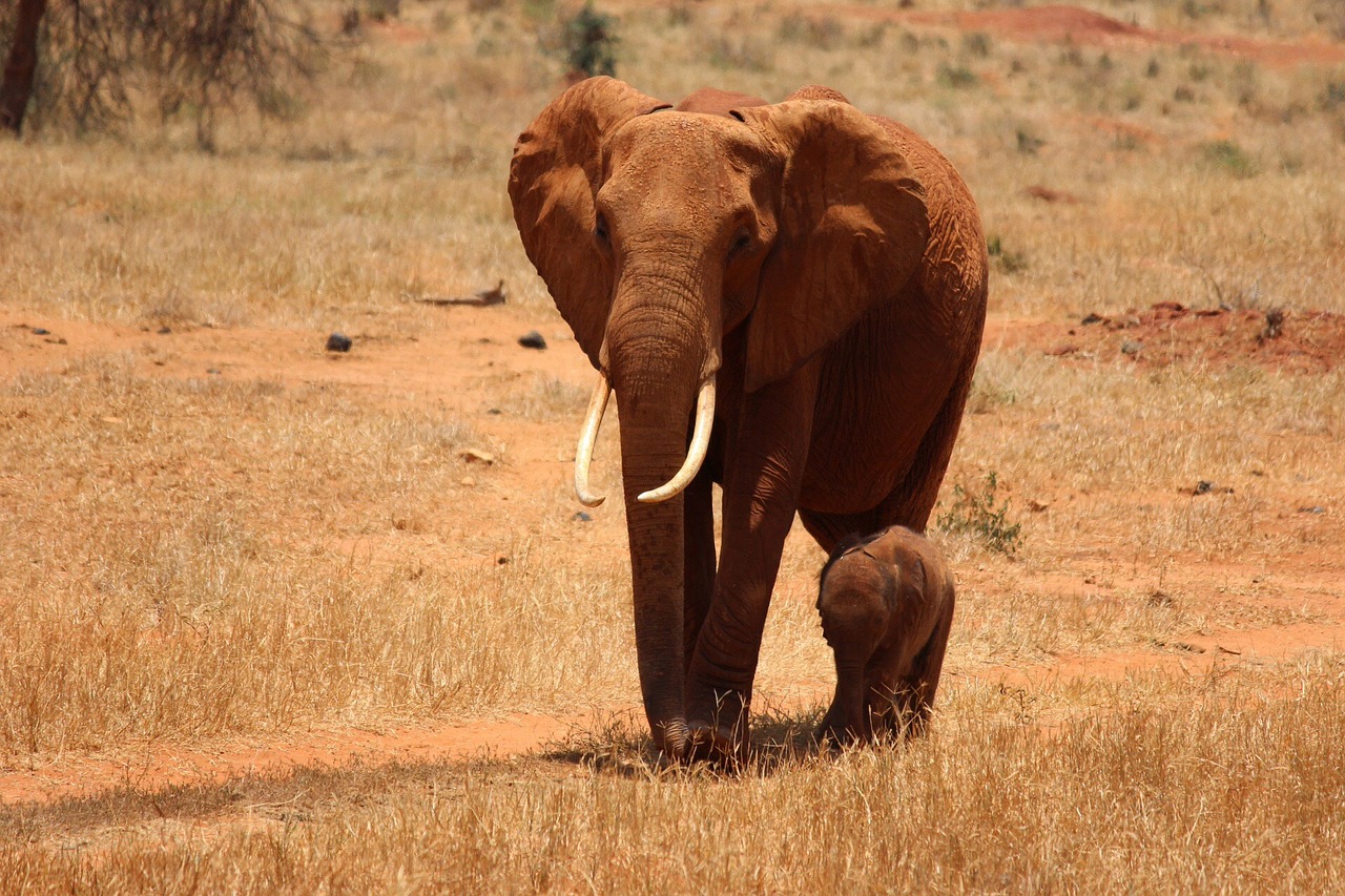 Dramblys, Cub, Kenya, Tsavo, Safari, Nemokamos Nuotraukos,  Nemokama Licenzija