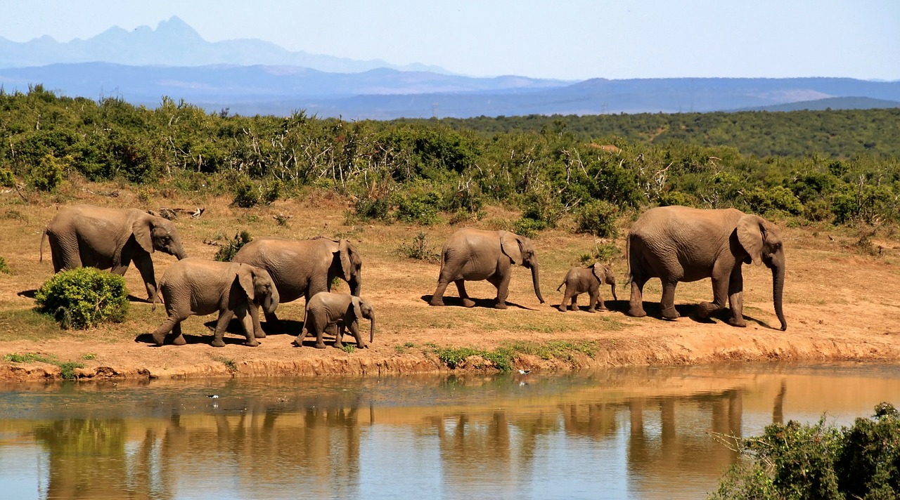 Dramblys, Dramblių Banda, African Bush Dramblys, Afrika, Dykuma, Nacionalinis Parkas, Safari, Afrikos Dramblys, Gyvūnas, Gyvūnai