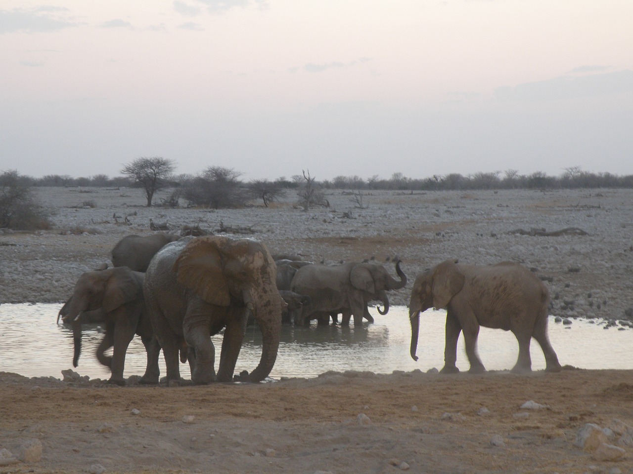 Dramblys, Namibija, Safari, Nemokamos Nuotraukos,  Nemokama Licenzija