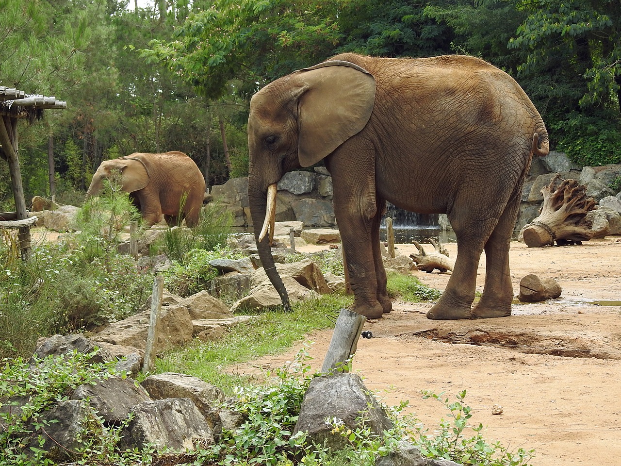 Dramblys, Gyvūnai, Pachydermata, Nemokamos Nuotraukos,  Nemokama Licenzija