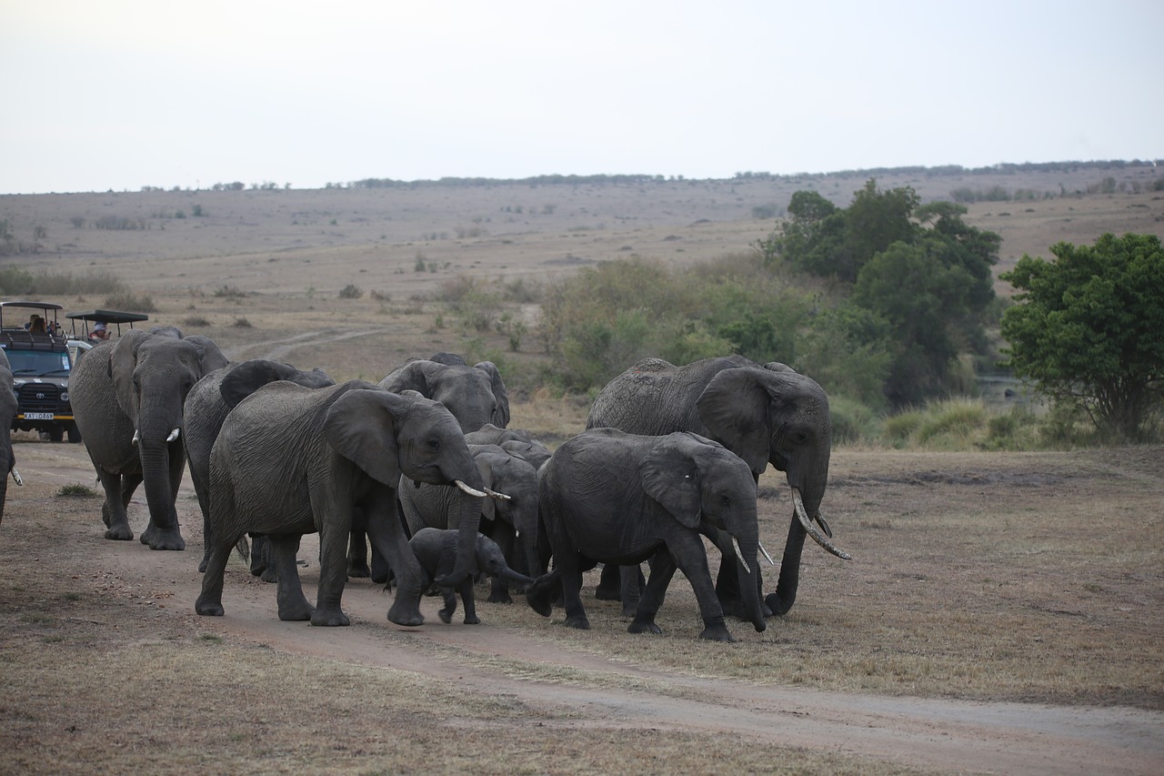 Dramblys, Bandas, Laukinė Gamta, Safari, Afrika, Kenya, Maasai Mara, Grupė, Nemokamos Nuotraukos,  Nemokama Licenzija