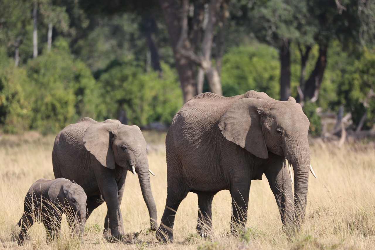 Dramblys, Šeima, Laukinė Gamta, Safari, Afrika, Kenya, Maasai Mara, Nemokamos Nuotraukos,  Nemokama Licenzija
