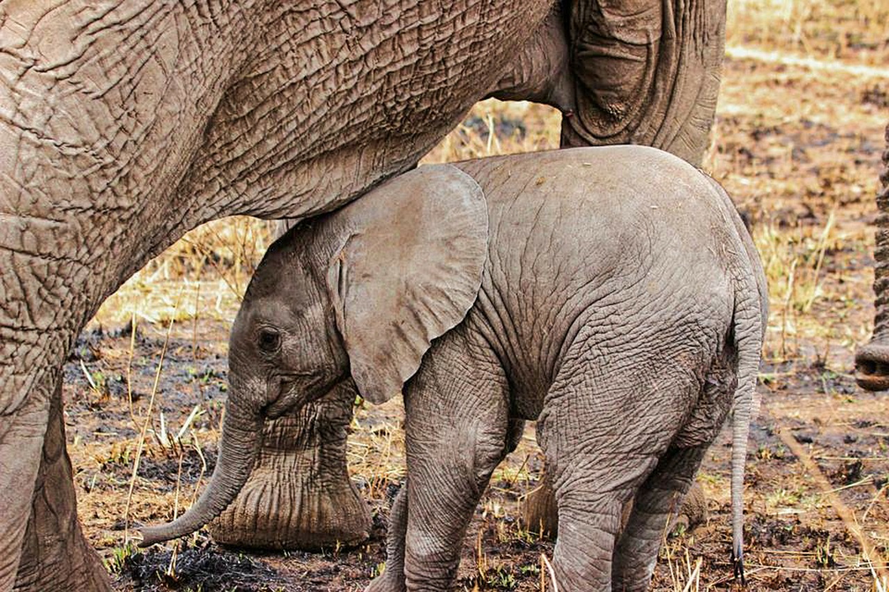 Dramblys, Safari, Iš Arti, Gyvūnas, Didelis, Išsamiai, Kūdikio Dramblys, Serengečio Nacionalinis Parkas, Tanzanija, Afrika