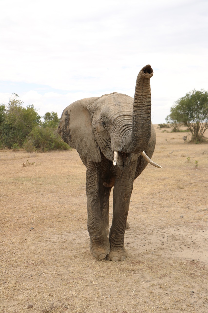 Dramblys, Pasitraukti, Afrika, Gyvūnas, Rezervas, Safari, Nemokamos Nuotraukos,  Nemokama Licenzija