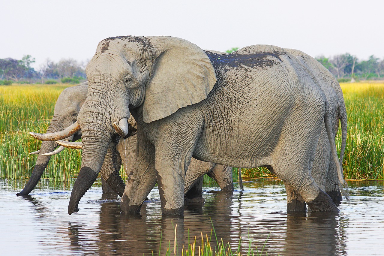 Dramblys, Afrika, African Bush Dramblys, Proboscis, Žinduolis, Pachyderm, Pietų Afrika, Botsvana, Dramblių Banda, Okavangos Delta