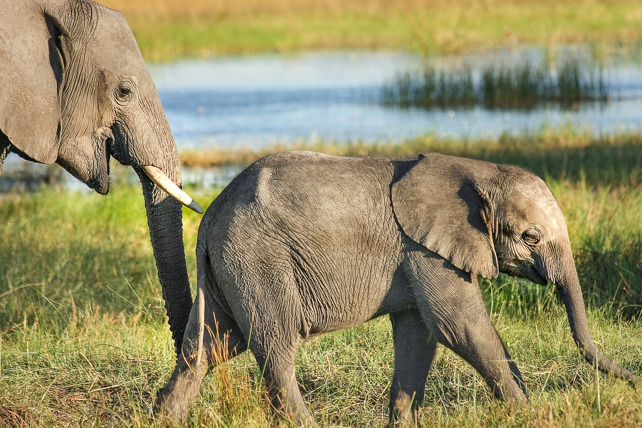 Dramblys, Afrika, African Bush Dramblys, Proboscis, Žinduolis, Pachyderm, Pietų Afrika, Botsvana, Dramblių Banda, Okavangos Delta