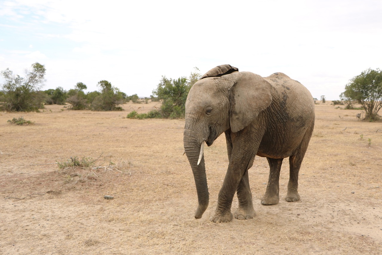 Dramblys, Safari, Afrika, Laukinė Gamta, Gyvūnas, Laukiniai, Rezervas, Savanna, Nemokamos Nuotraukos,  Nemokama Licenzija