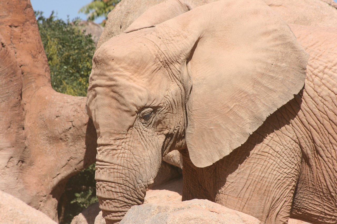 Dramblys, Zoologijos Sodas, Valensija, Bioparc, Pachyderm, Gyvūnų Pasaulis, Gamta, Fauna, Gyvūnai, Žinduoliai