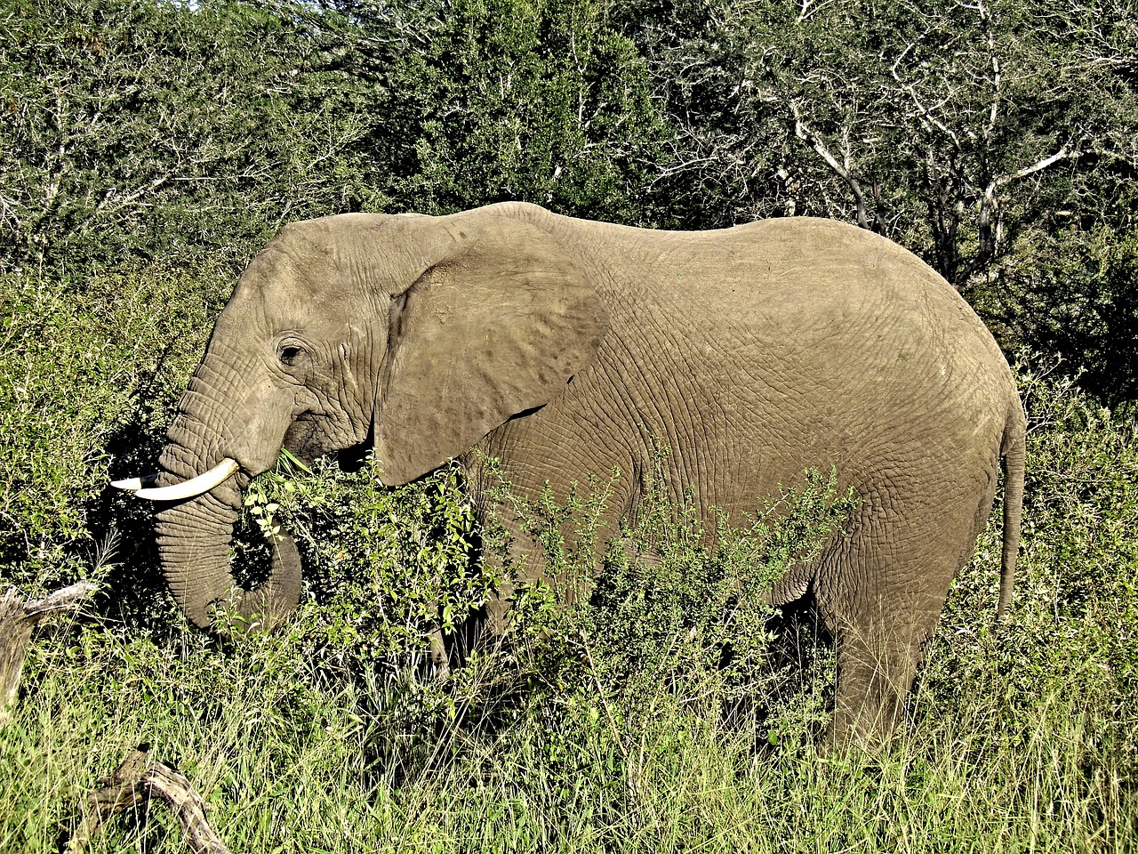 Dramblys, Savana, Afrika, Safari, African Bush Dramblys, Nacionalinis Parkas, Dykuma, Gamta, Laukinės Gamtos Fotografija, Pietų Afrika