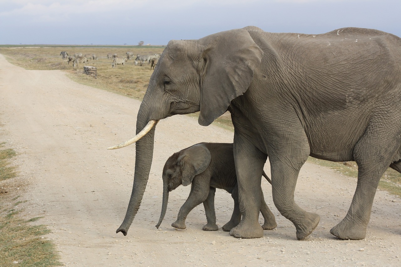 Dramblys, Kūdikis, Afrika, Kenya, Amboseli, Parkas, Safari, Laukinė Gamta, Gyvūnas, Laukiniai