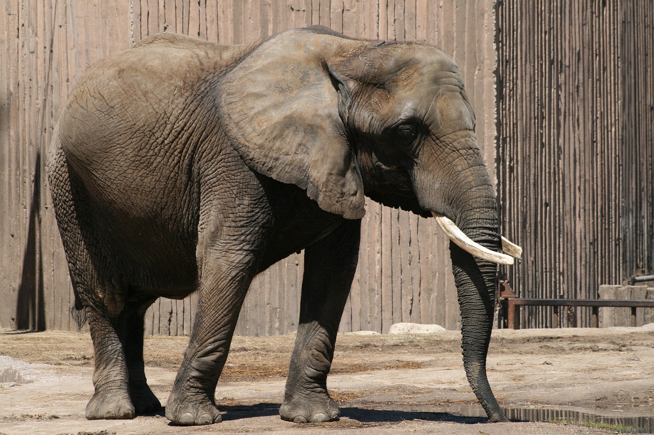 Коричневый слон
