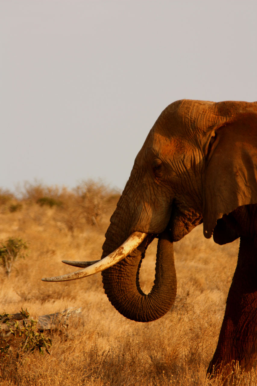 Dramblys,  Gyvūnas,  Šeima,  Laukiniai,  Žinduolis,  Safari,  Afrika,  Kelionė,  Kenya,  Tsavo