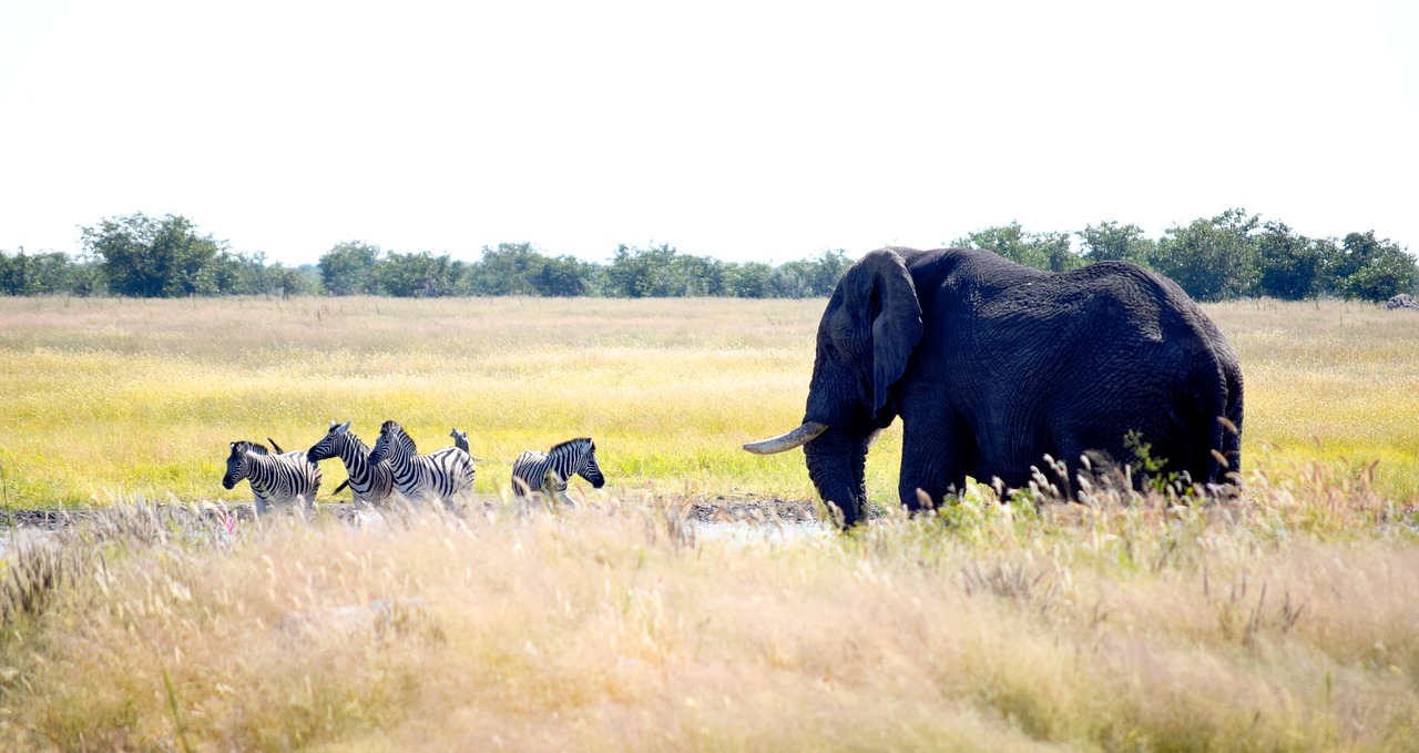 Dramblys,  Zebra,  Etosha,  Pobūdį,  Laukinių,  Gyvūnas,  Afrikos,  Namibija,  Safari,  Waterhole