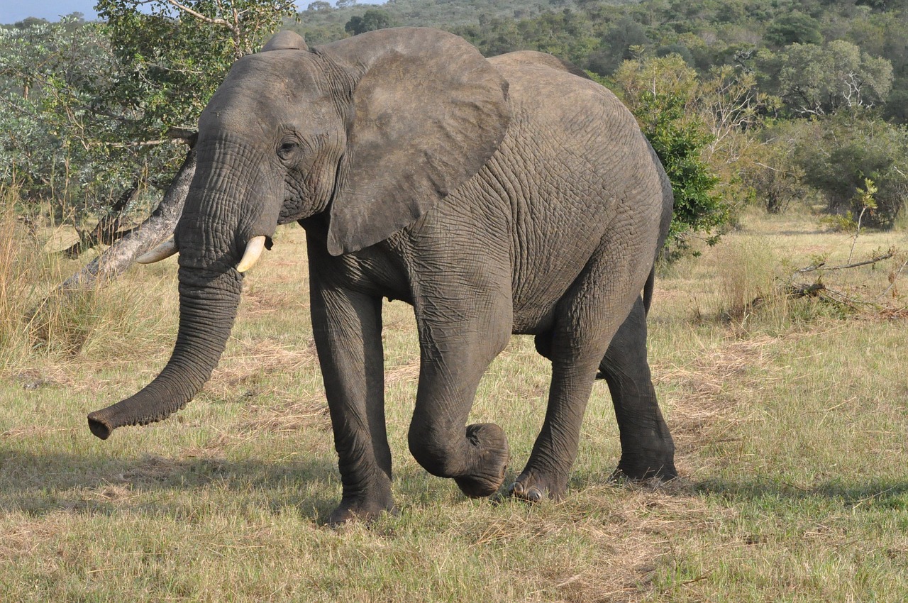 Dramblys,  Safari,  Pietų Afrika, Nemokamos Nuotraukos,  Nemokama Licenzija