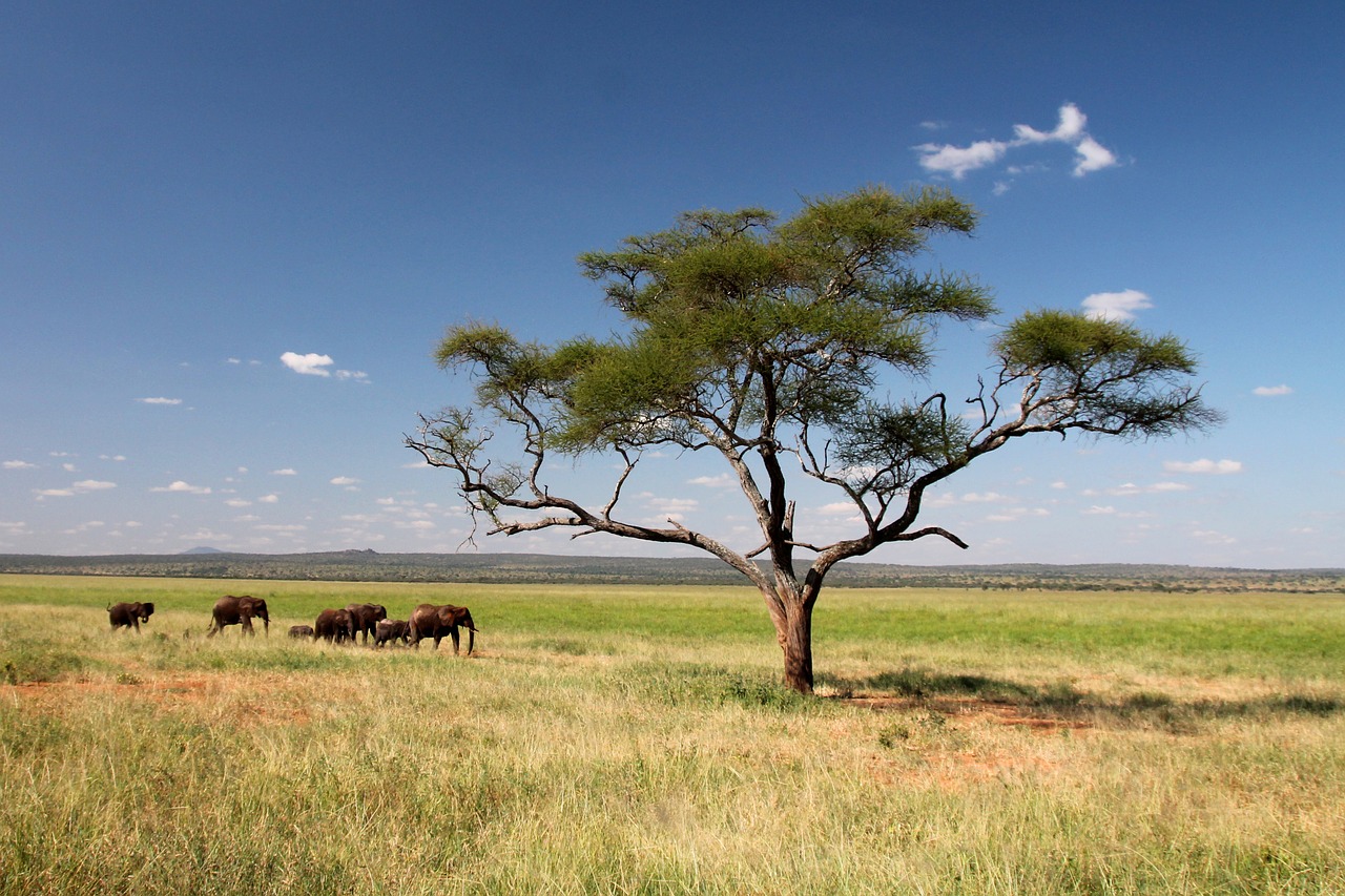 Dramblys,  Afrikoje,  Žemė,  Kelionė,  Tanzania,  Safari,  Pobūdį,  Mėlynas, Nemokamos Nuotraukos,  Nemokama Licenzija