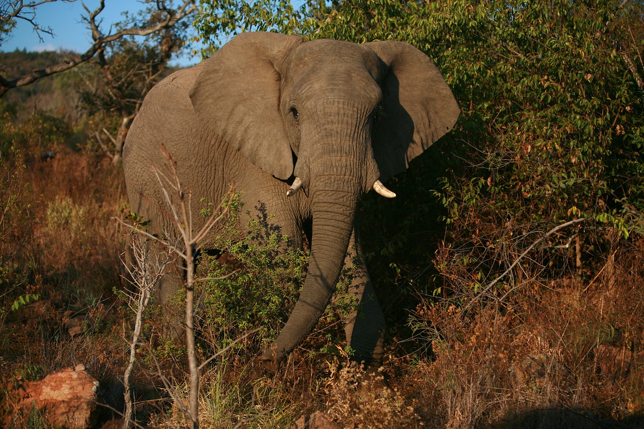 Dramblys,  Afrikoje,  Safari,  Gyvūnas,  Pobūdį,  Žinduolis,  Iltimis,  Gyvūnas Gruboskóre,  Bagažinė,  Gyvūnijos