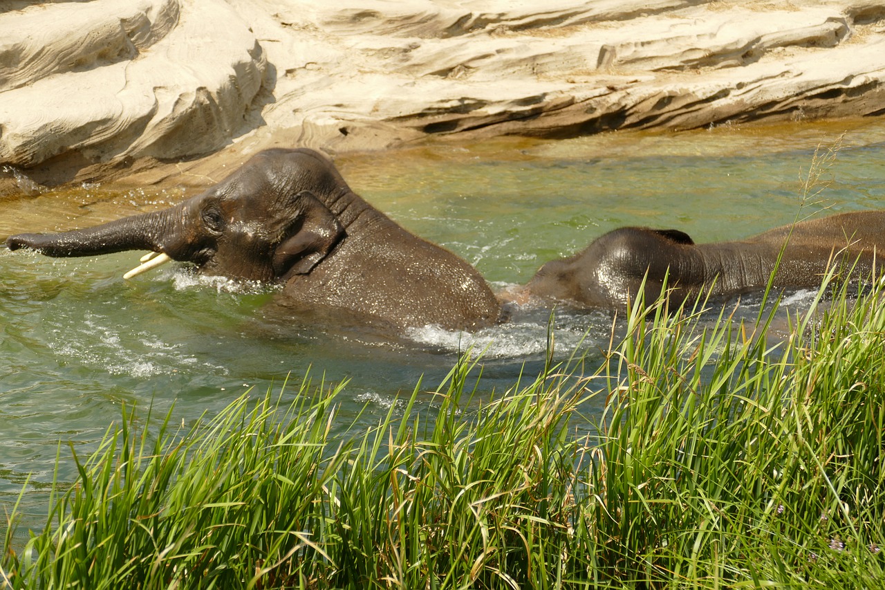 Dramblys,  Žinduolis,  Gyvūnija,  Safari,  Afrikoje,  Laukinių,  Pobūdį,  Žolėdžių,  Gresia,  Karšto