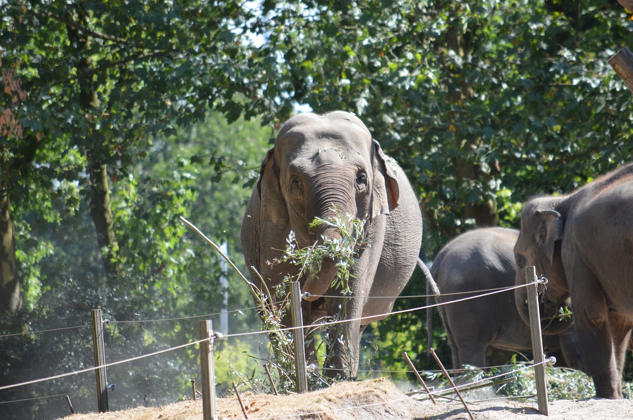 Dramblys,  Blijdorp,  Roterdamas,  Gyvūnas,  Gyvūnų Karalystė,  Gyvūnijos,  Zoo,  Gamta, Nemokamos Nuotraukos,  Nemokama Licenzija