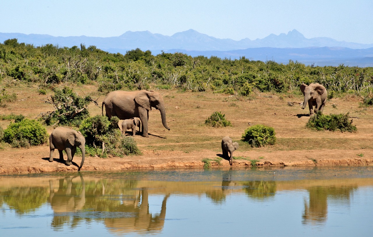 Dramblys, Dramblių Banda, Gyvūnai, African Bush Dramblys, Afrika, Nacionalinis Parkas, Pietų Afrika, Safari, Dykuma, Gyvūnų Pasaulis