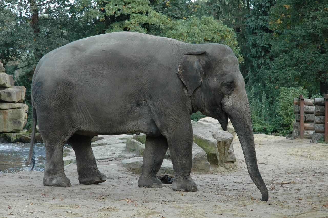 Dramblys, Zoologijos Sodas, Afrika, Gyvūnai, Dideli Penki, Gamta, Pilka, Bagažinė, Laukiniai, Gyvūnas