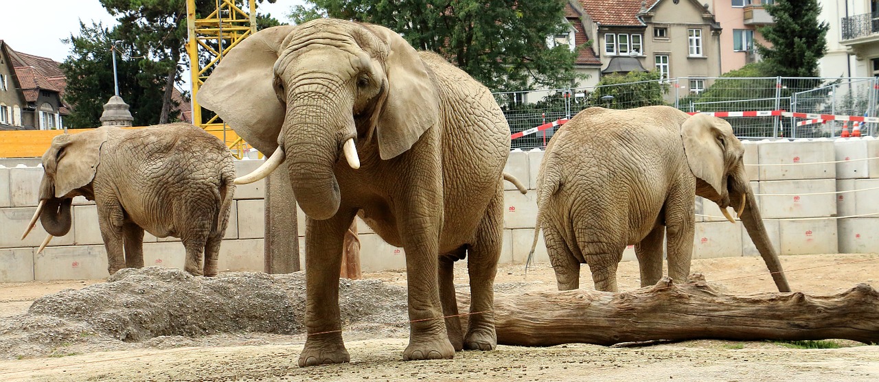 Dramblys, Gyvūnas, Pachyderm, Ruesseltier, Žinduoliai, Zoologijos Sodas, Nemokamos Nuotraukos,  Nemokama Licenzija