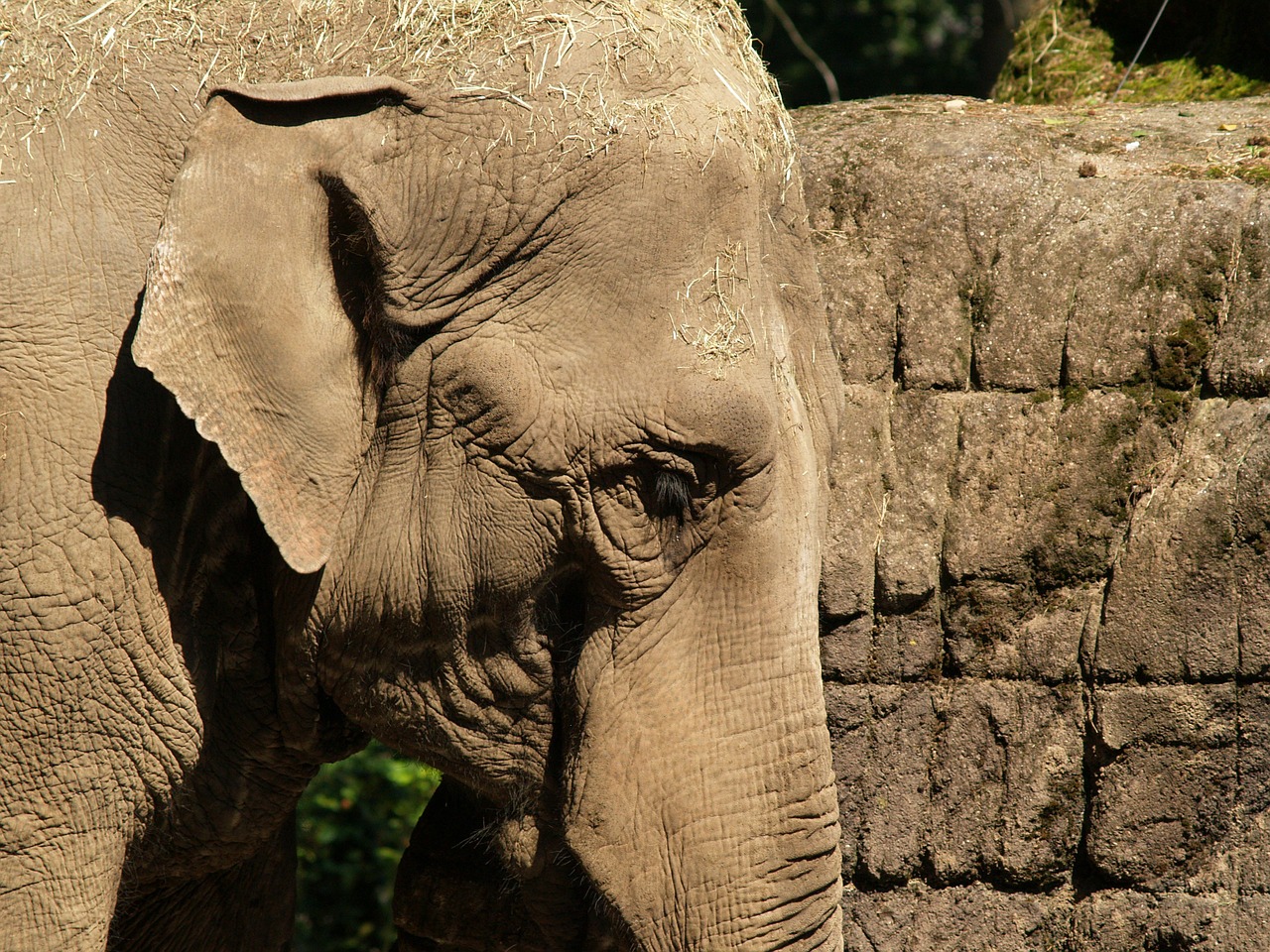 Dramblys, Indijos Dramblys, Pachyderm, Zoologijos Sodas, Gyvūnas, Proboscis, Akis, Siena, Pavargęs, Saulė