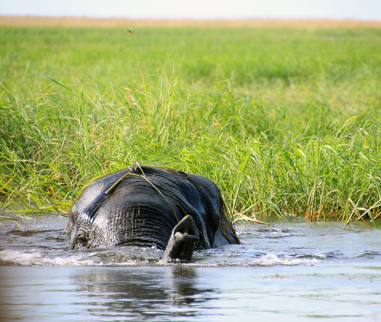 Dramblys, Afrika, Botsvana, Pietų Afrika, Vanduo, Gamta, Dykuma, Kraštovaizdis, Gyvūnų Pasaulis, Safari