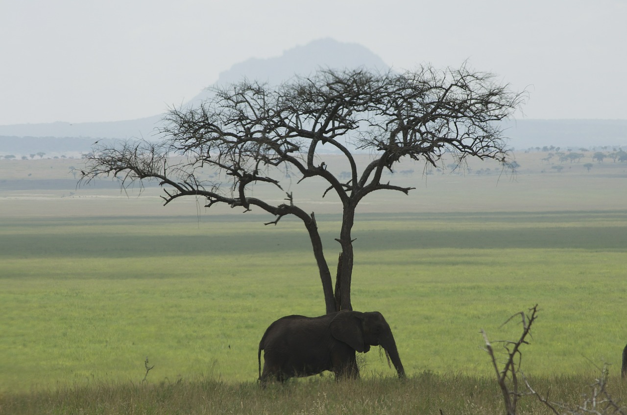 Dramblys, Tanzanija, Afrika, Žalias, Afrikos Dramblys, Žinduolis, Gamta, Nacionalinis Parkas, Safari, Dideli Penki