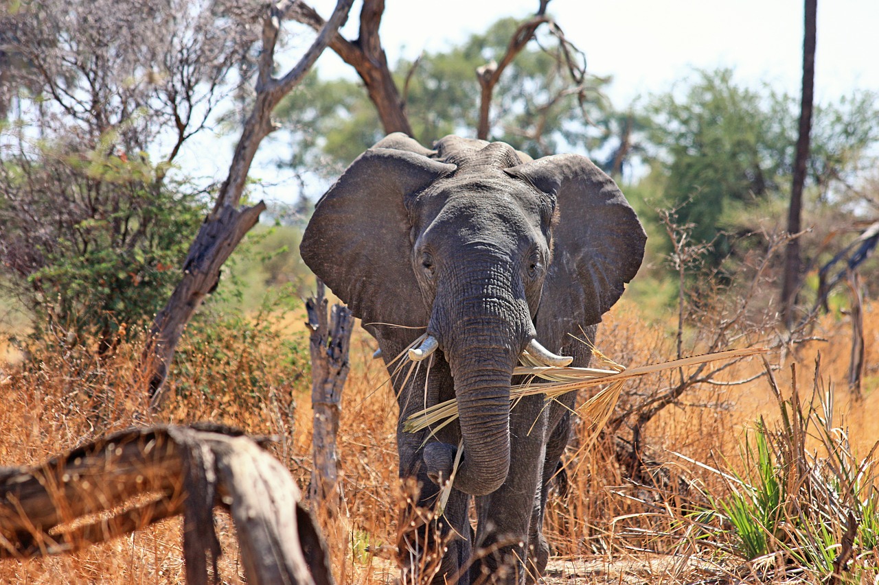 Dramblys, Gyvūnas, Proboscis, Safari, Afrika, African Bush Dramblys, Dykuma, Pietų Afrika, Okavango Delta, Laukinės Gamtos Fotografija