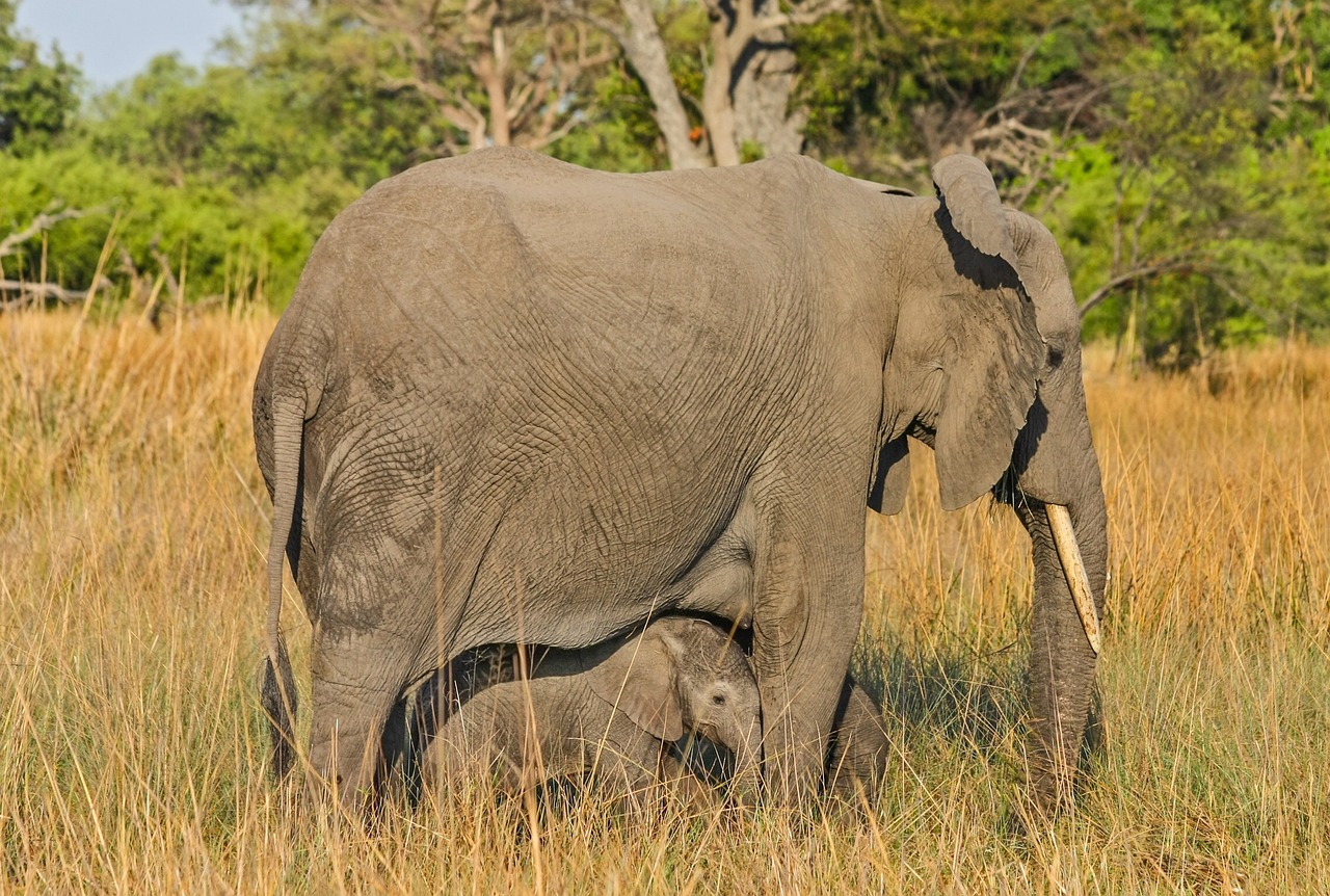 Dramblys, Botsvana, Afrika, African Bush Dramblys, Gamta, Pietų Afrika, Safari, Nemokamos Nuotraukos,  Nemokama Licenzija