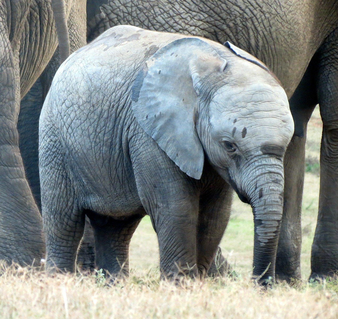 Dramblys, Dramblys, Veršelis, Laukinė Gamta, Pietų Afrika, Afrika, Žinduolis, Nemokamos Nuotraukos,  Nemokama Licenzija