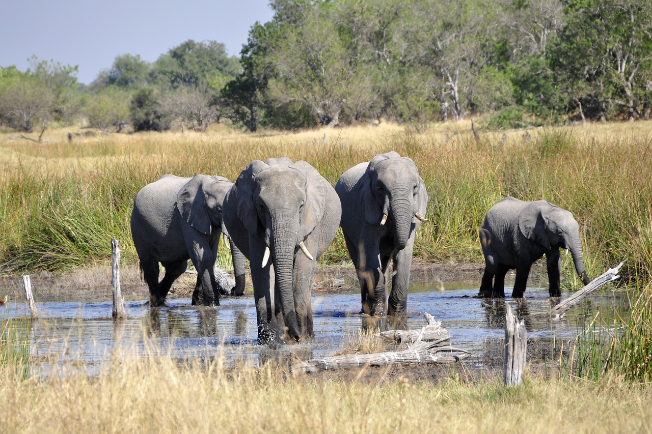 Dramblys, Afrika, Okavango Delta, Nemokamos Nuotraukos,  Nemokama Licenzija
