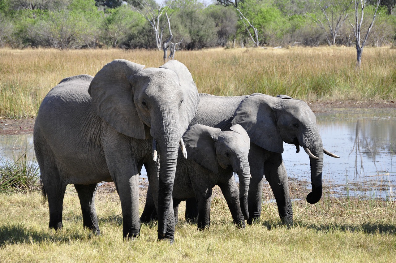 Dramblys, Afrika, Okavango Delta, Gyvūnas, Safari, Nemokamos Nuotraukos,  Nemokama Licenzija