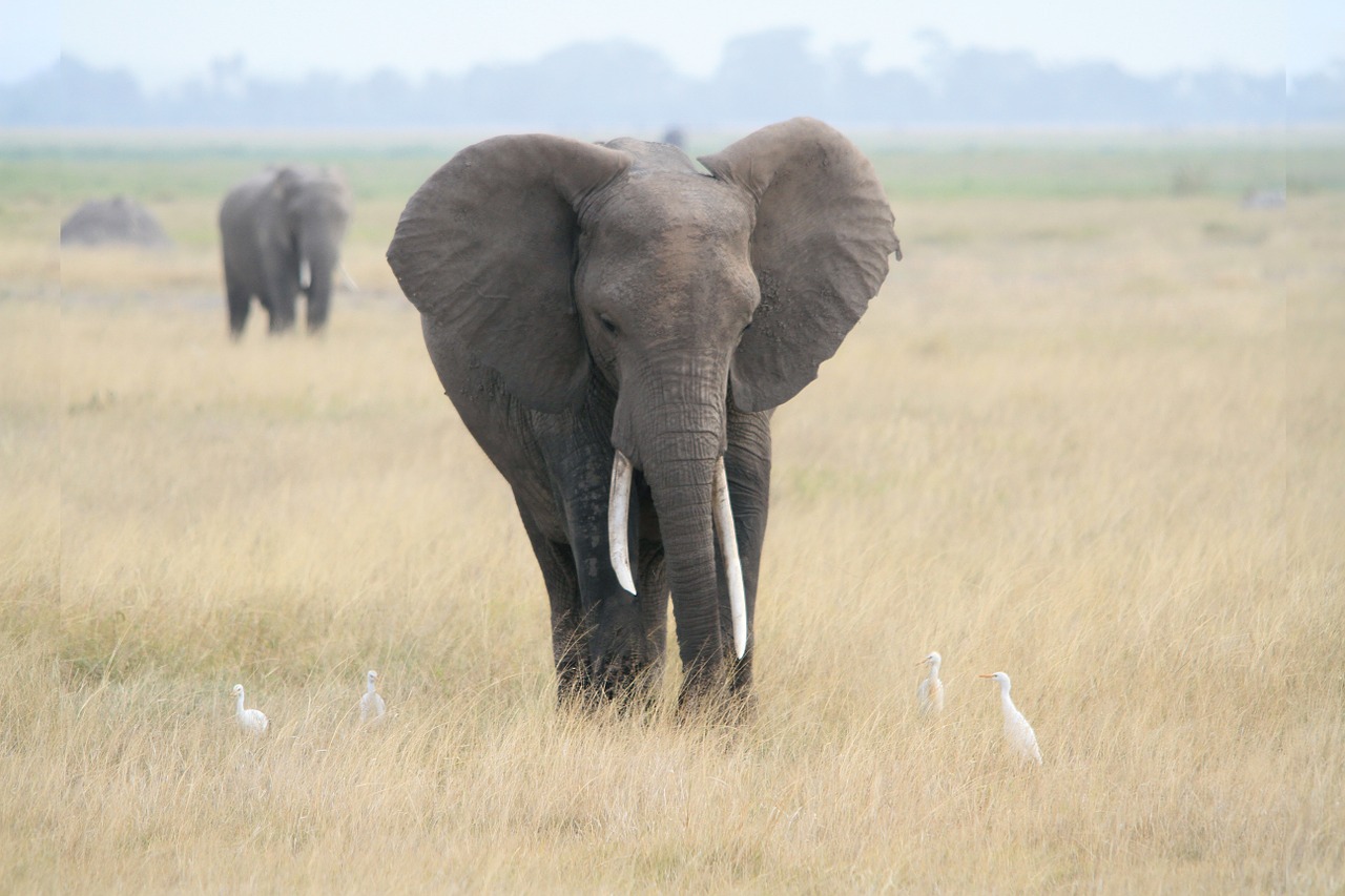 Dramblys, Afrika, Safari, African Bush Dramblys, Savana, Laukinės Gamtos Fotografija, Nemokamos Nuotraukos,  Nemokama Licenzija