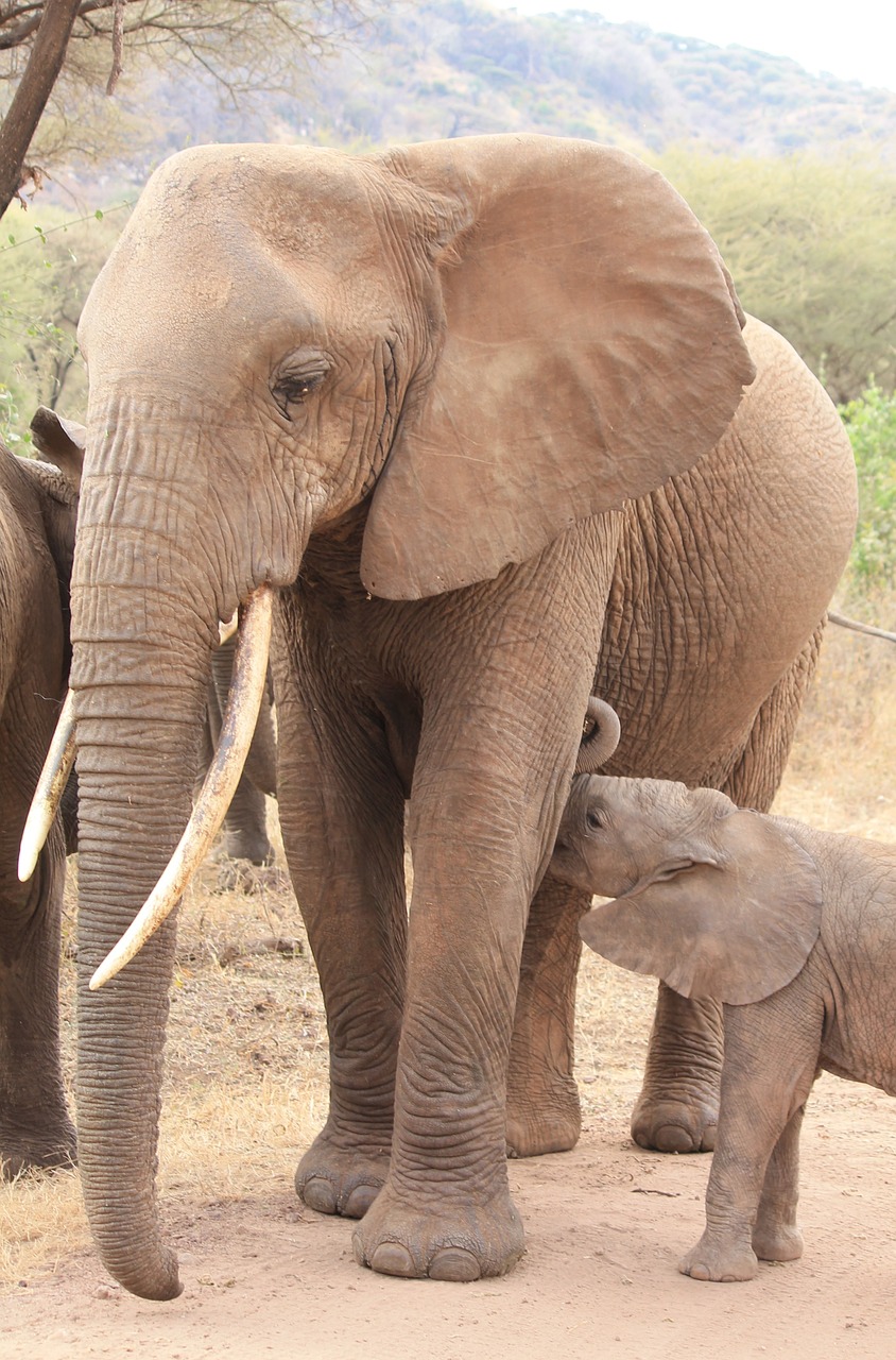 Dramblys, Gyvūnai, Afrika, Nemokamos Nuotraukos,  Nemokama Licenzija