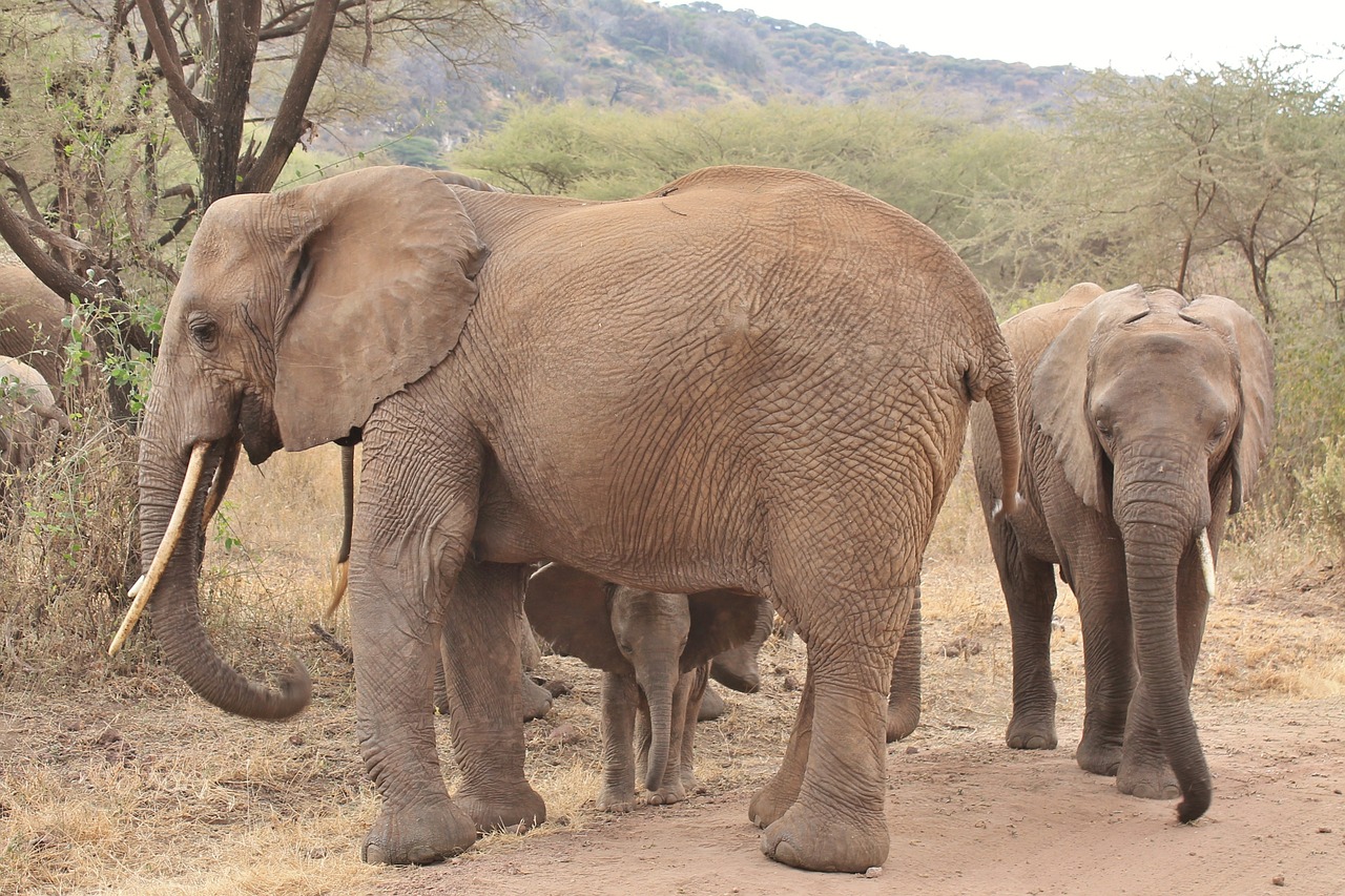 Dramblys, Gyvūnai, Afrika, Nemokamos Nuotraukos,  Nemokama Licenzija