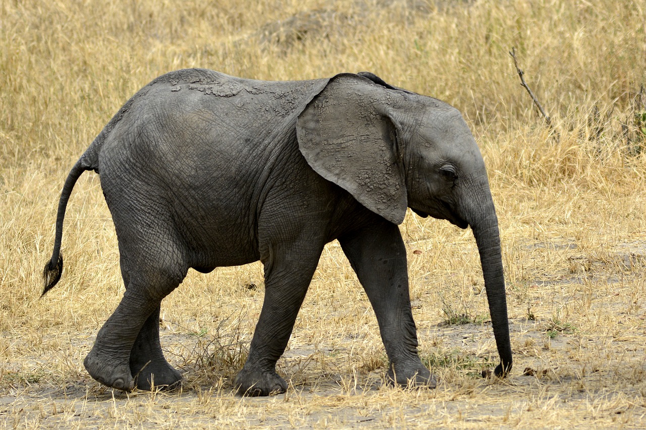 Dramblys, Kūdikis, Slůně, Amboseli, Afrika, Kenya, Safari, Nacionalinis Parkas, Gyvūnai, Gyvūnas