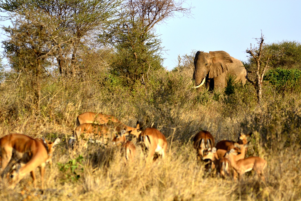 Dramblys, Impala, Gazelė, Amboseli, Afrika, Kenya, Safari, Nacionalinis Parkas, Gyvūnai, Gyvūnas
