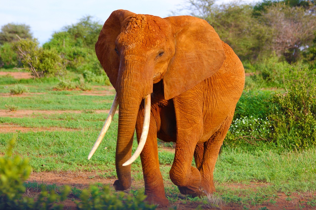 Dramblys, Tusks, Bagažinė, Laukinė Gamta, Žinduolis, Safari, Afrika, Dykuma, Nykstantis, Galingas