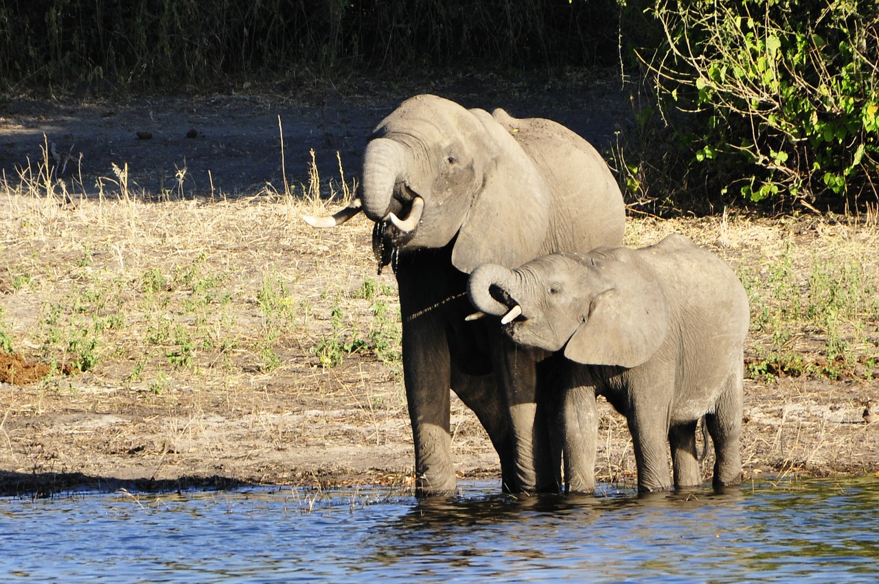 Dramblys, Vandens Dramblys, Užtvankos, Veršelis, Upė, Vanduo, Chobe, Botsvana, Afrika, Gyvūnas