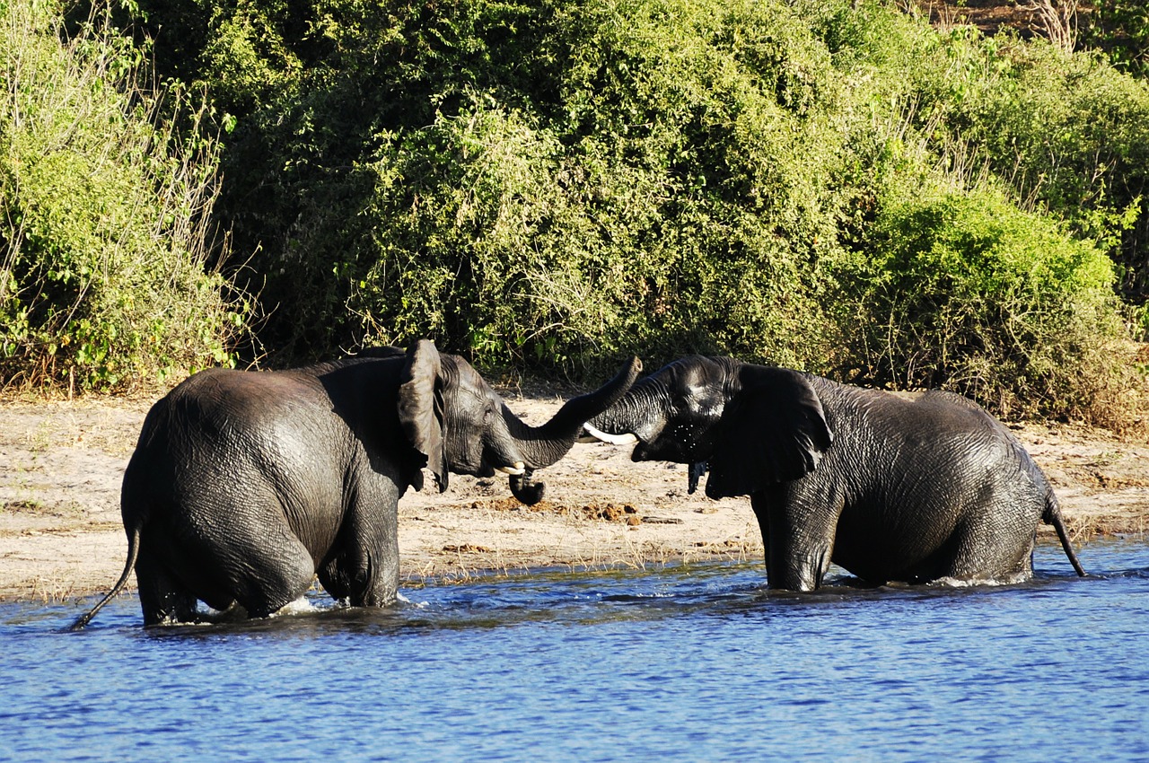 Dramblys, Vandens Dramblys, Kovoti, Konkurentai, Upė, Vanduo, Chobe, Botsvana, Afrika, Gyvūnas