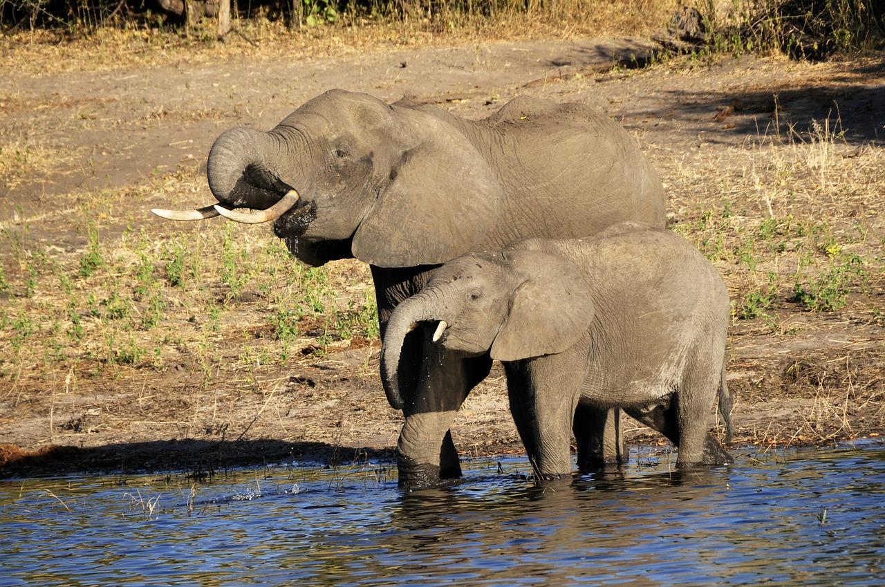 Dramblys, Vandens Dramblys, Dramblio Veršelis, Gerti, Upė, Vanduo, Chobe, Botsvana, Afrika, Gyvūnas