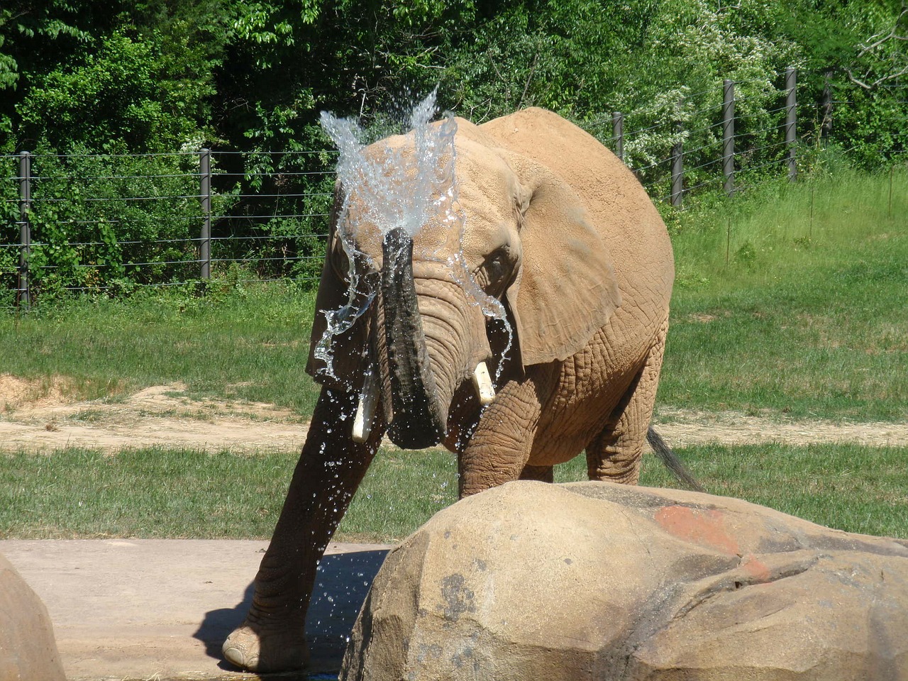 Dramblys, Žinduolis, Zoologijos Sodas, Laukinė Gamta, Safari, Afrikos, Bagažinė, Didelis, Brosmė, Galingas