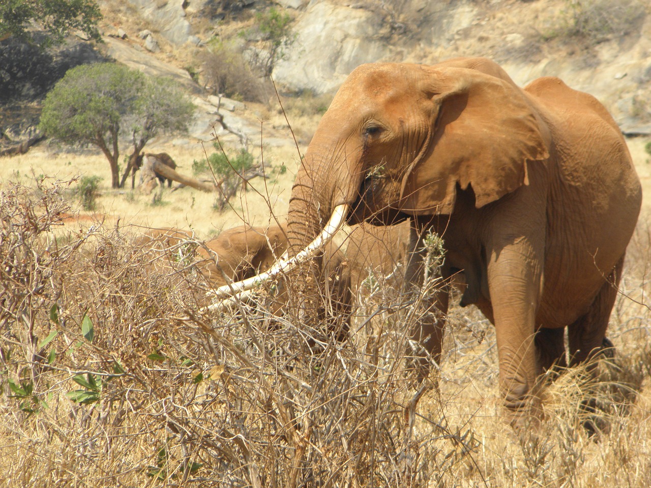 Dramblys, Kenya, Afrika, Laukiniai, Laukinė Gamta, Gyvūnas, Gamta, Safari, Žinduolis, Kraštovaizdis