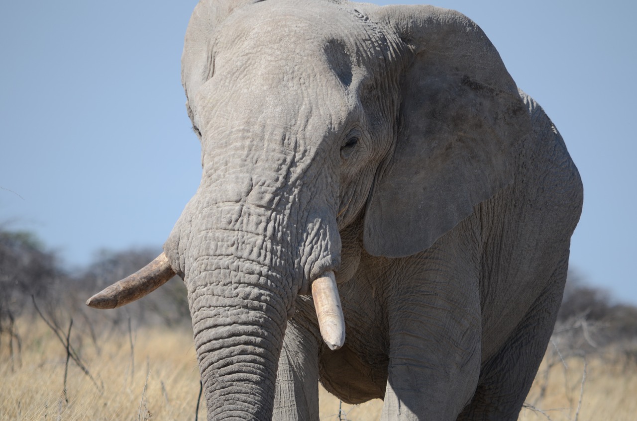 Dramblys, Dykuma, Gyvūnas, Gyvūnų Pasaulis, Gamta, Padaras, Safari, Laukiniai, Fauna, Afrika