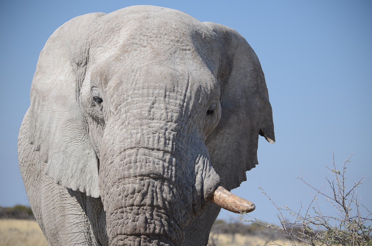 Dramblys, Dykuma, Gyvūnas, Gyvūnų Pasaulis, Gamta, Padaras, Safari, Laukiniai, Fauna, Afrika