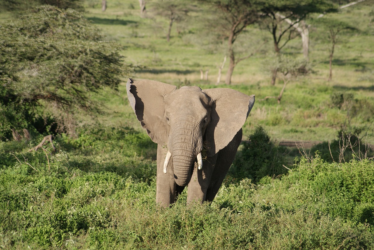 Dramblys, Afrika, Gyvūnas, Nemokamos Nuotraukos,  Nemokama Licenzija